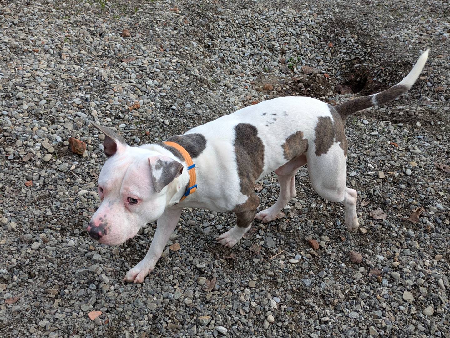 Vuoi adottare un cane a Bologna?