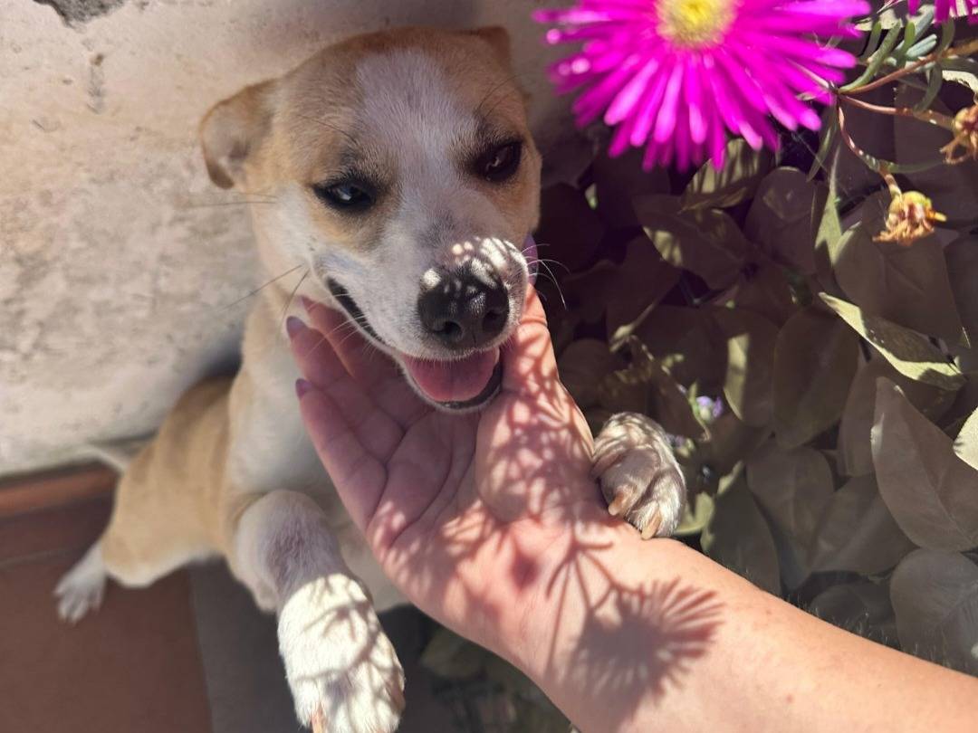 Adozione cane, femmina, Razza sconosciuta Razza sconosciuta, 10 mesi, taglia piccola, Pavia