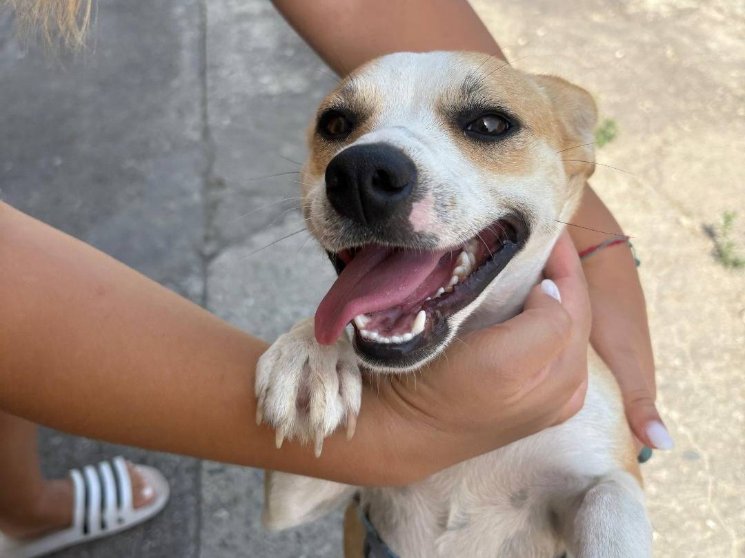 Adotta un cane, femmina, 10 mesi, Pavia