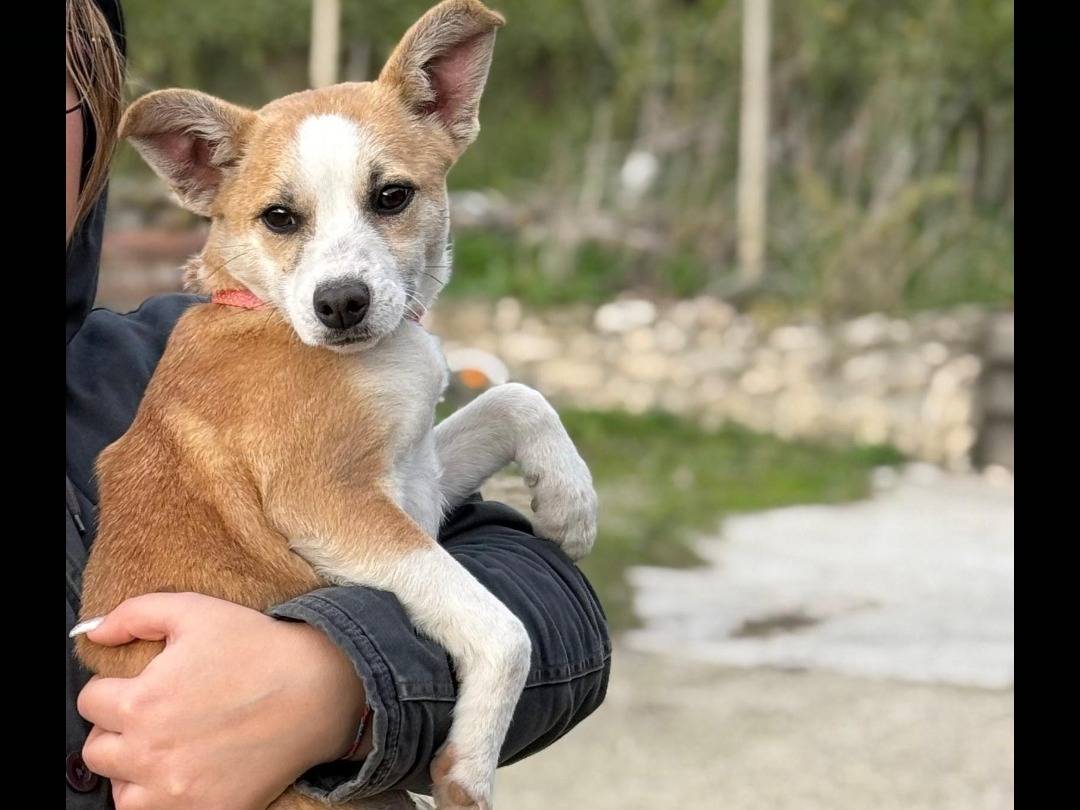 Adotta un cane, taglia piccola, femmina, Pavia