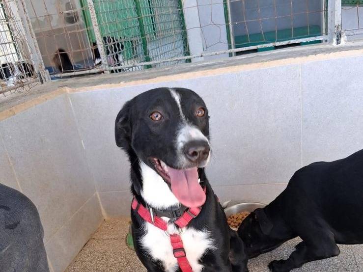 Vuoi adottare un cane a Caserta?