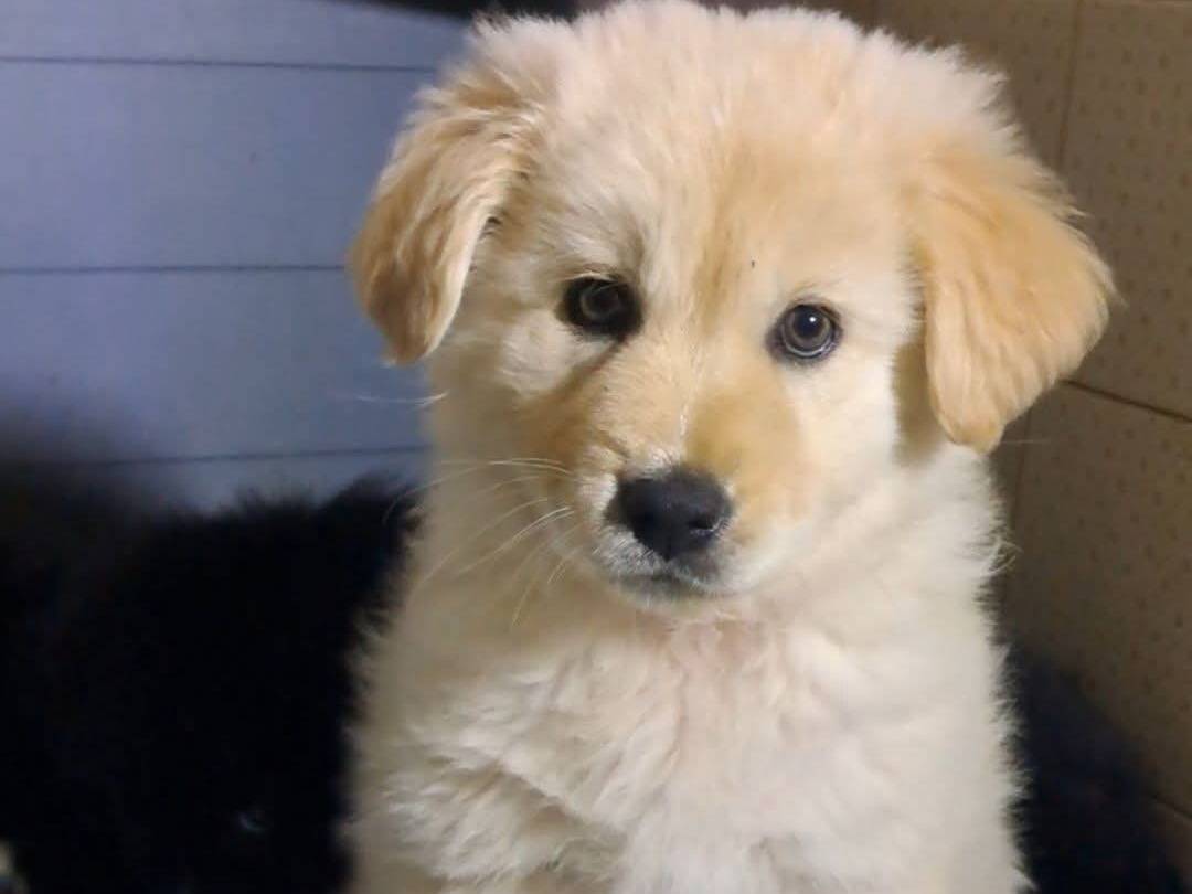 Adozione cane, femmina, Pastore tedesco Pastore maremmano, 1 mesi, taglia grande, Messina