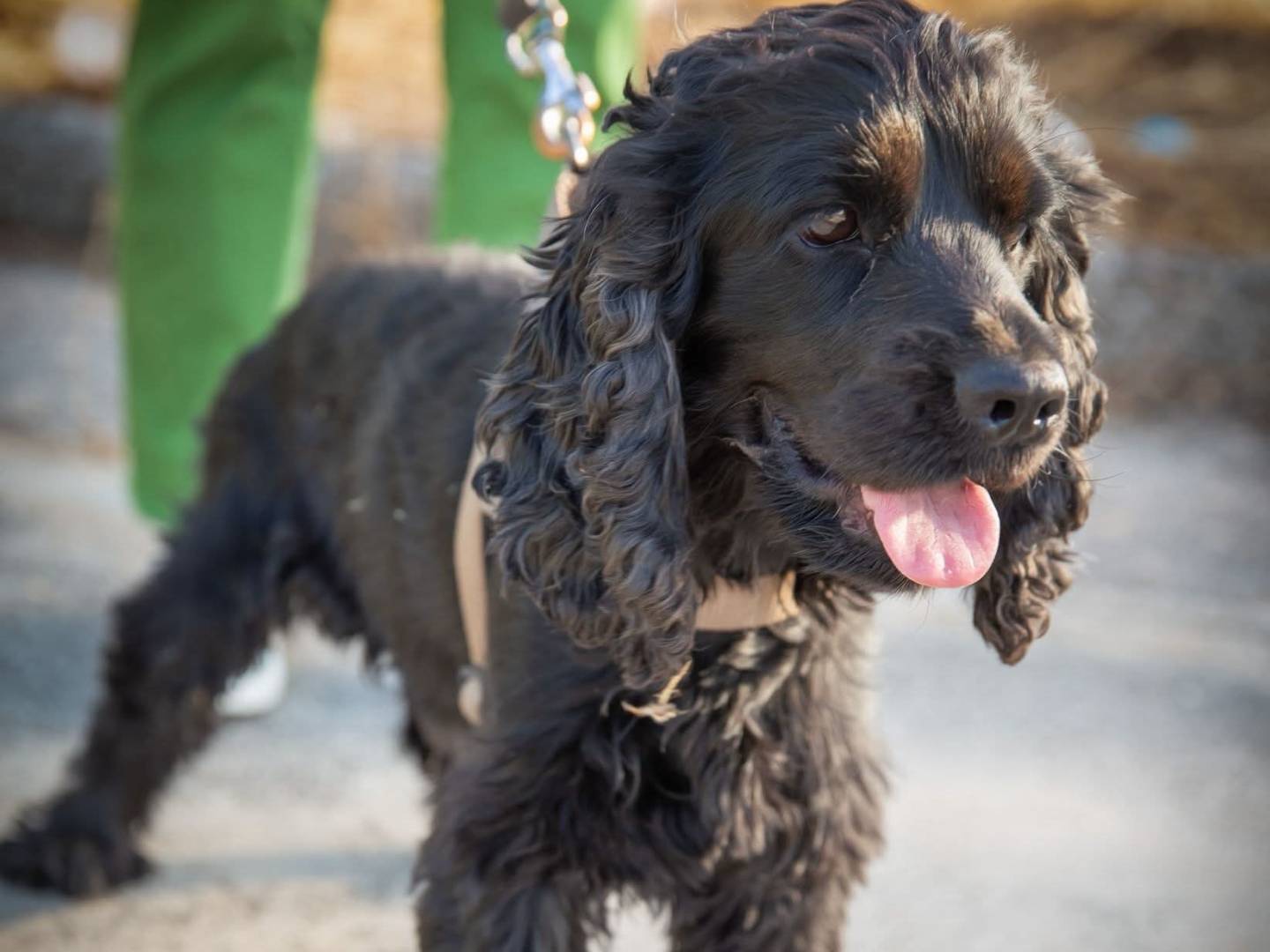 Adozione cane, maschio, Cocker Spaniel Razza sconosciuta, 3 anni e 3 mesi, taglia media contenuta, Bari