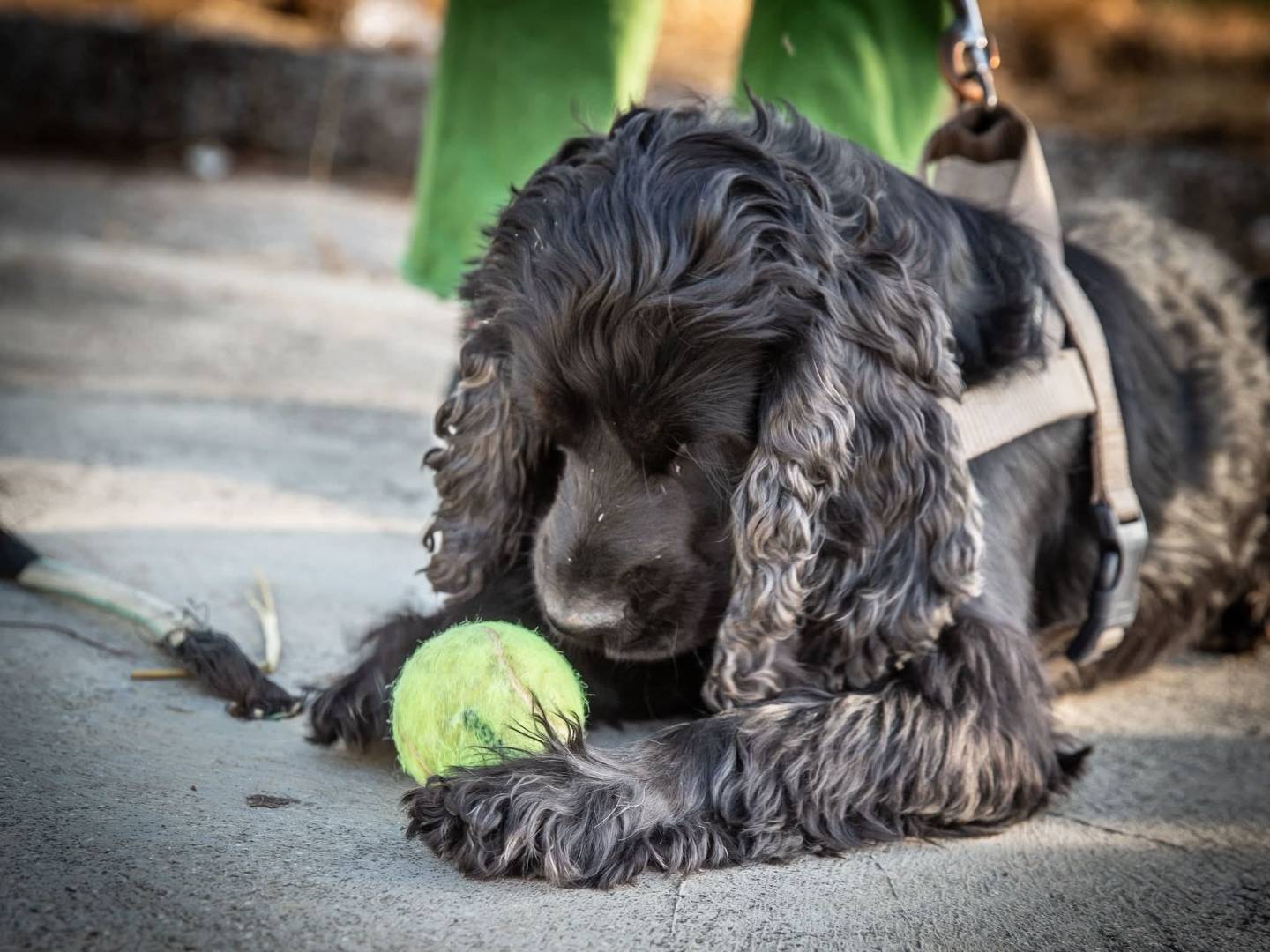 Adotta un cane, maschio, 3 anni e 3 mesi, Bari