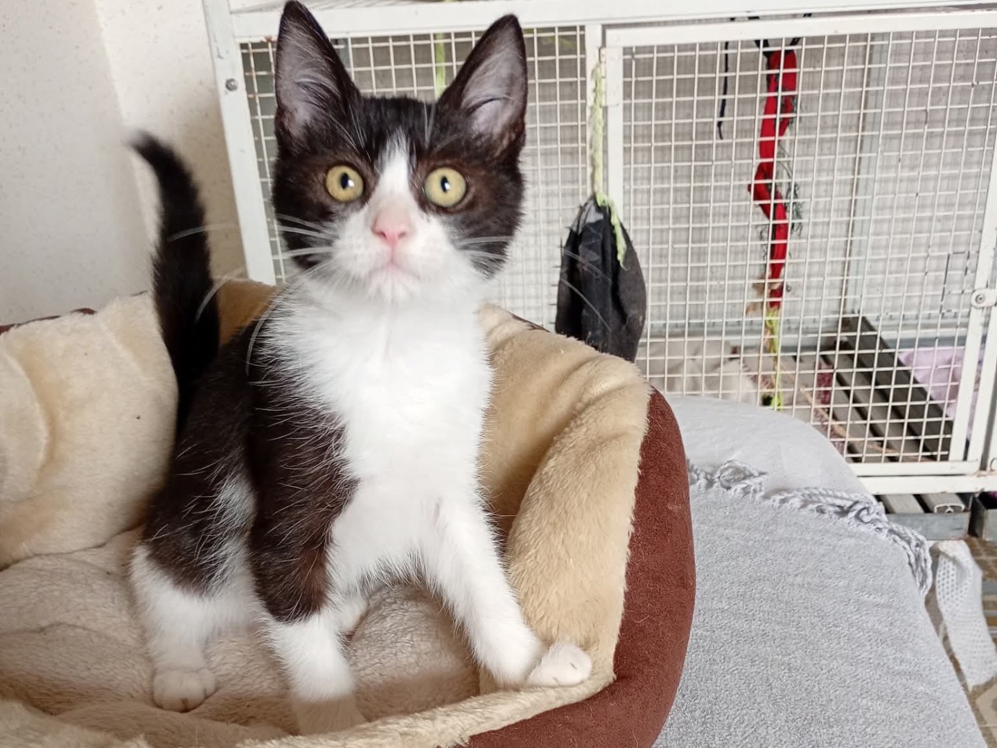 Adozione gatto, maschio, Razza sconosciuta Razza sconosciuta, 2 mesi, taglia non valida, Trapani