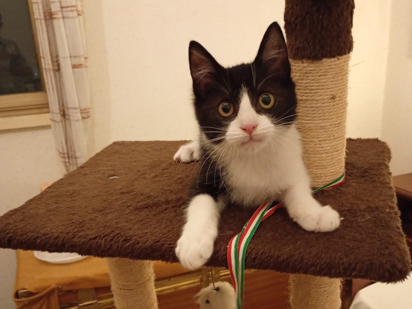 Adotta un gatto, maschio, 2 mesi, Trapani