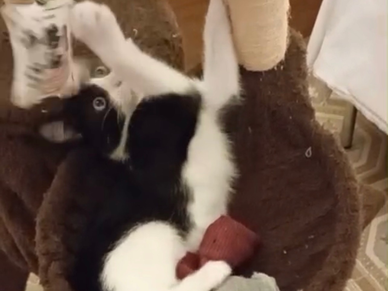 Adotta un gatto, taglia non valida, maschio, Trapani