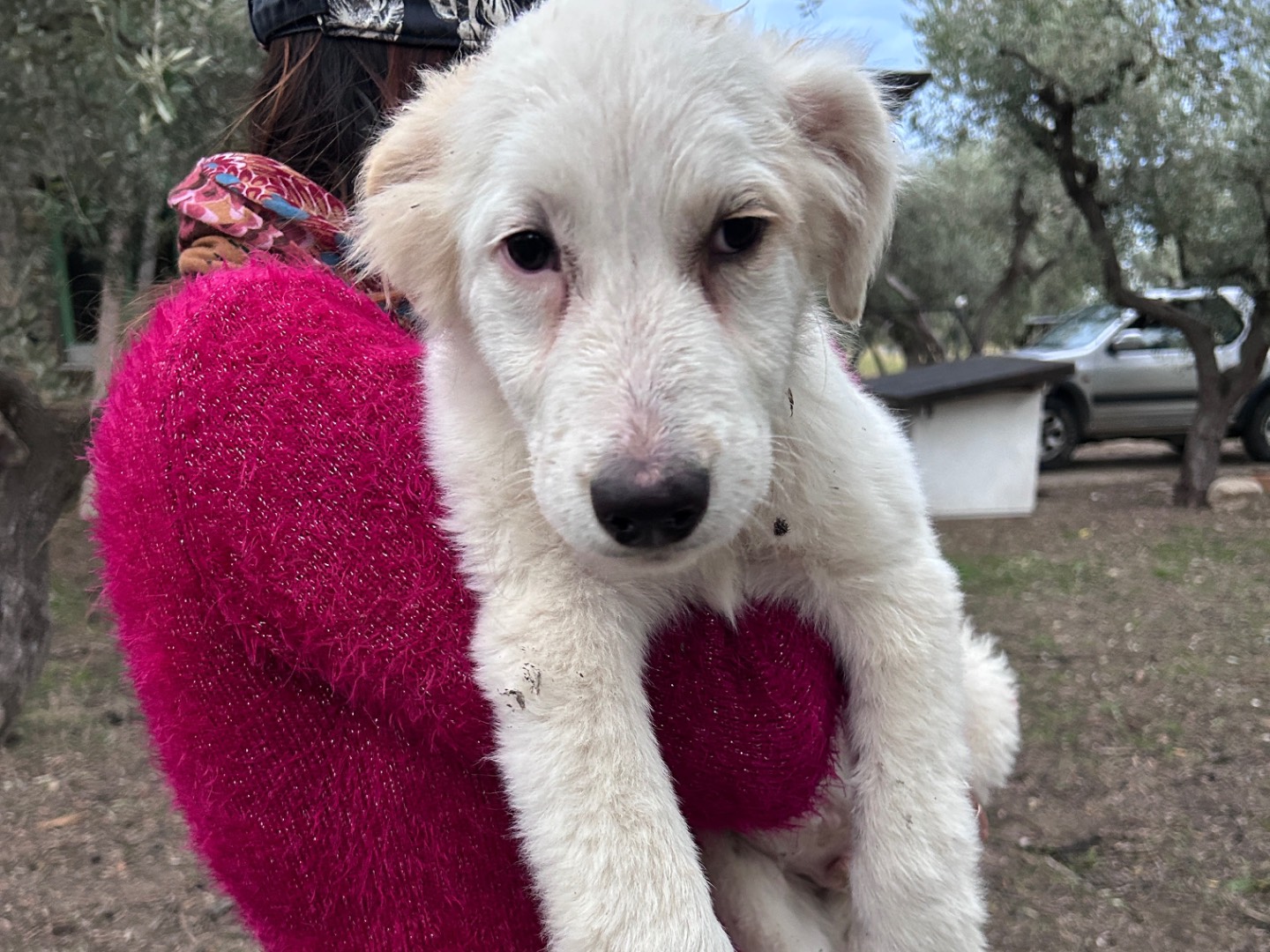 Adotta un cane, maschio, 4 mesi, Chieti