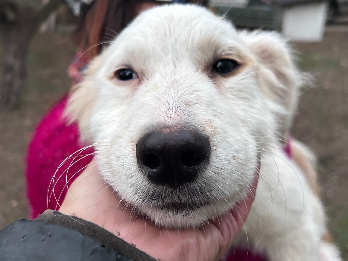 Adotta un cane, taglia media, maschio, Chieti