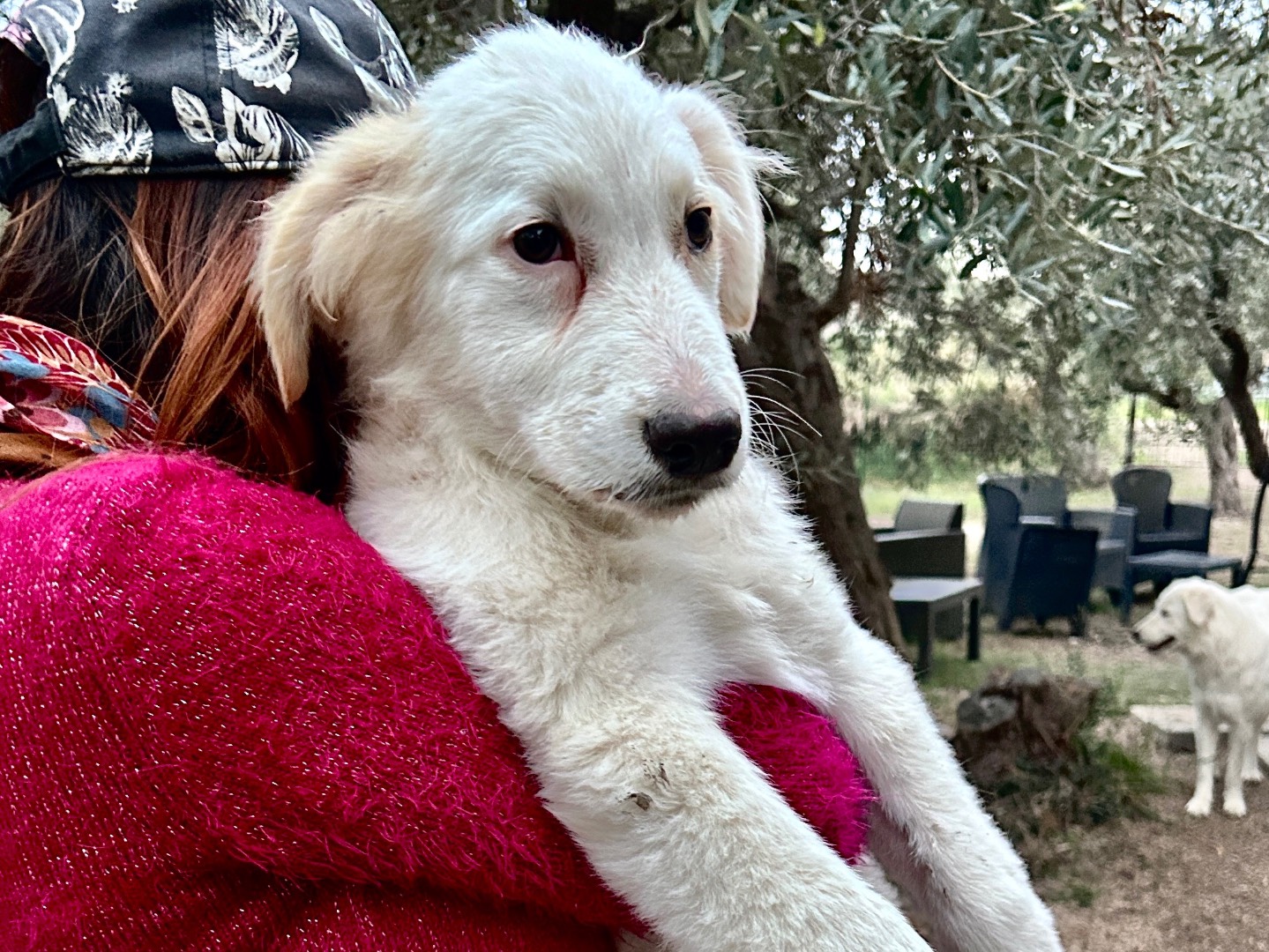 Vuoi adottare un cane a Chieti?