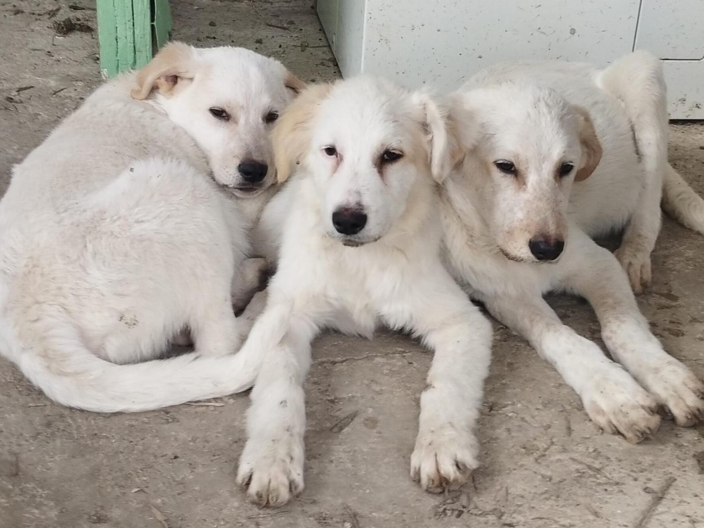 Adotta il cane Hermès  a Chieti