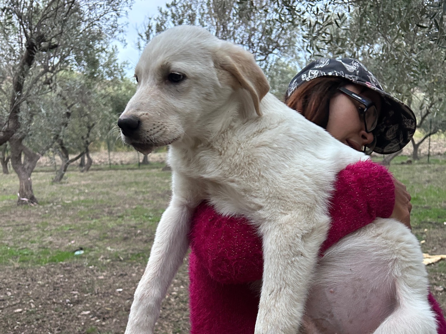 Adozione cane, maschio, Razza sconosciuta Razza sconosciuta, 4 mesi, taglia media, Chieti
