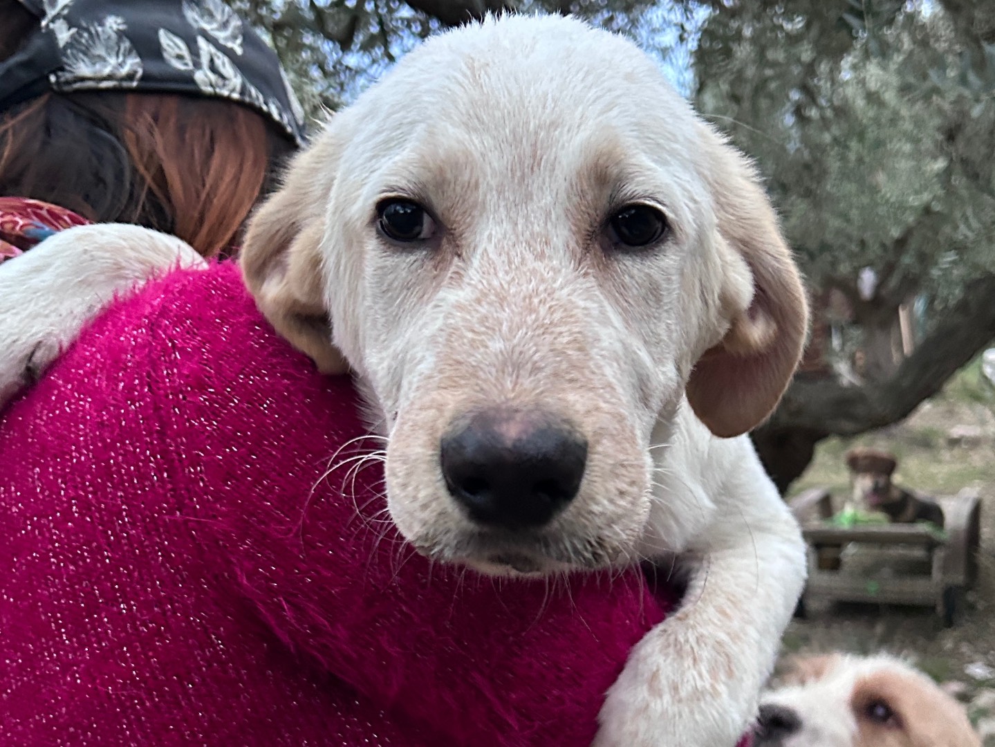Vuoi adottare un cane a Chieti?