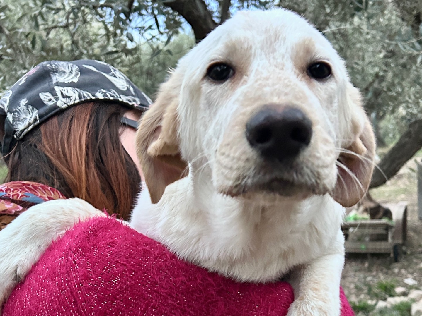 Adotta un cane, taglia media, maschio, Chieti