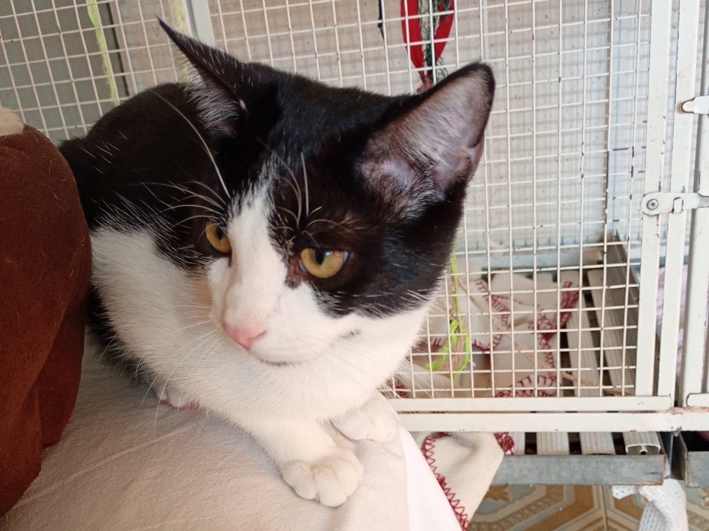 Adotta un gatto, maschio, 5 mesi, Trapani