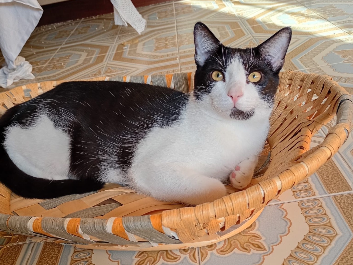 Adotta un gatto, taglia non valida, maschio, Trapani