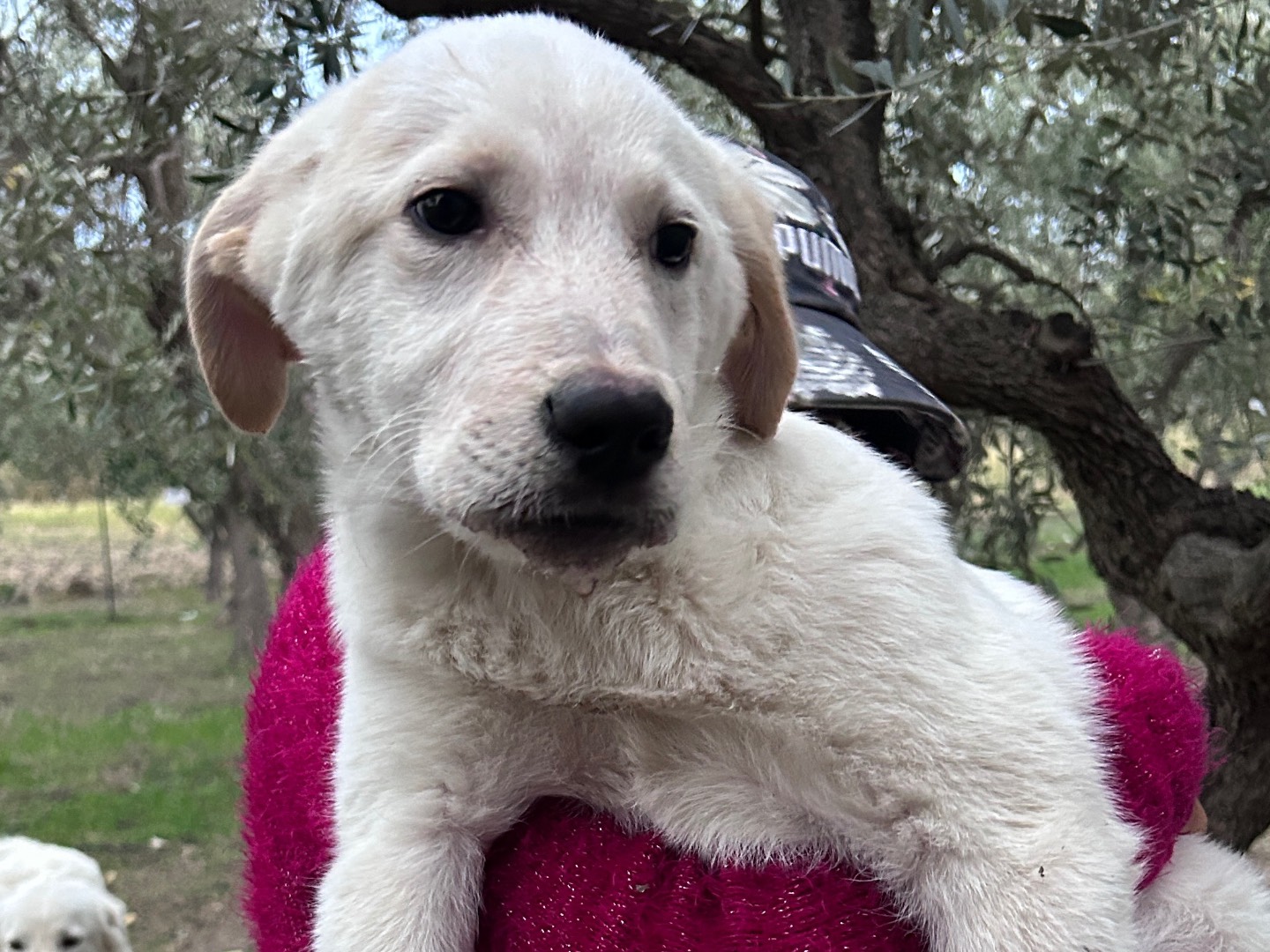 Adozione cane, maschio, Razza sconosciuta Razza sconosciuta, 4 mesi, taglia media, Chieti