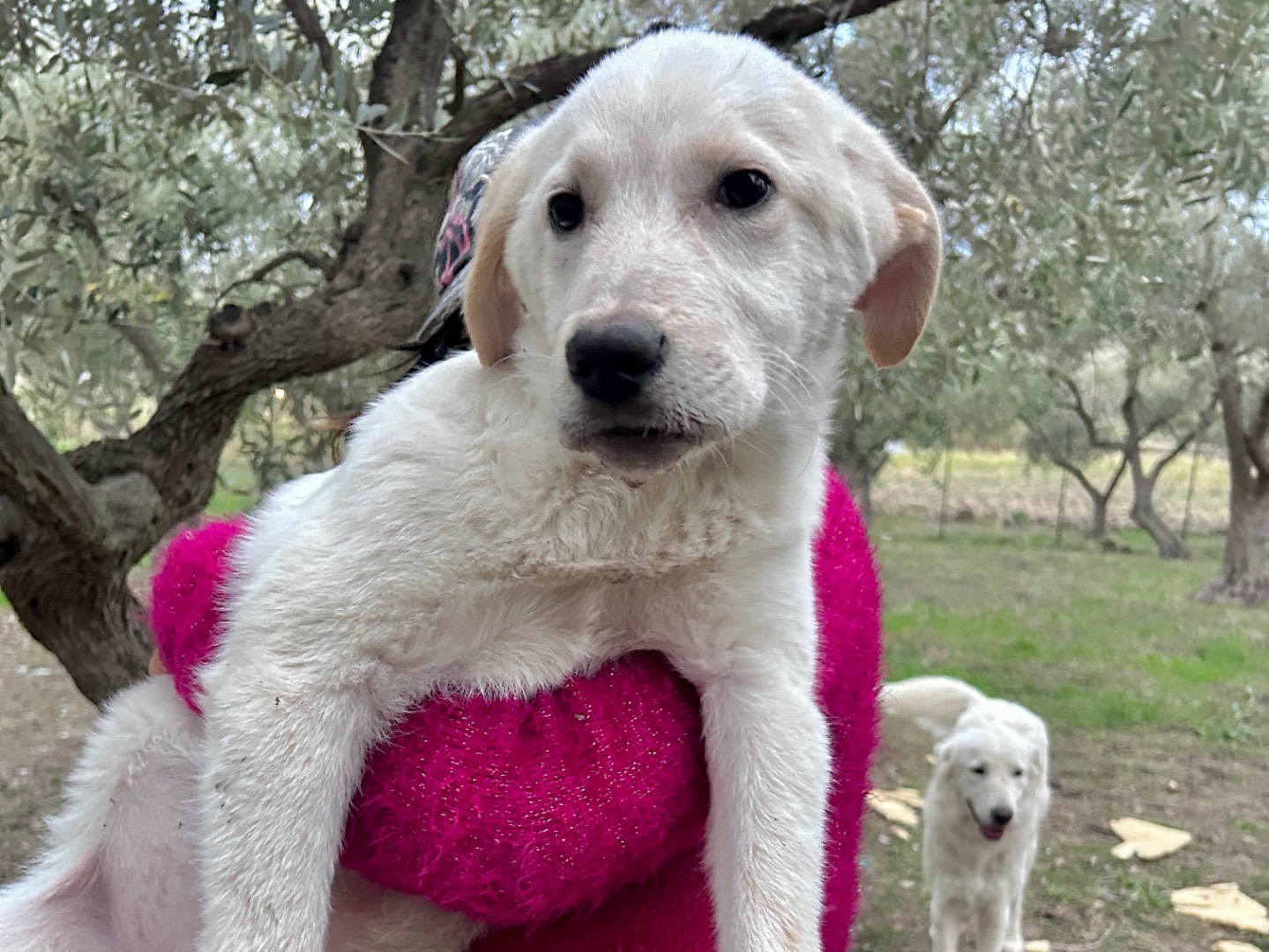 Adotta un cane, maschio, 4 mesi, Chieti