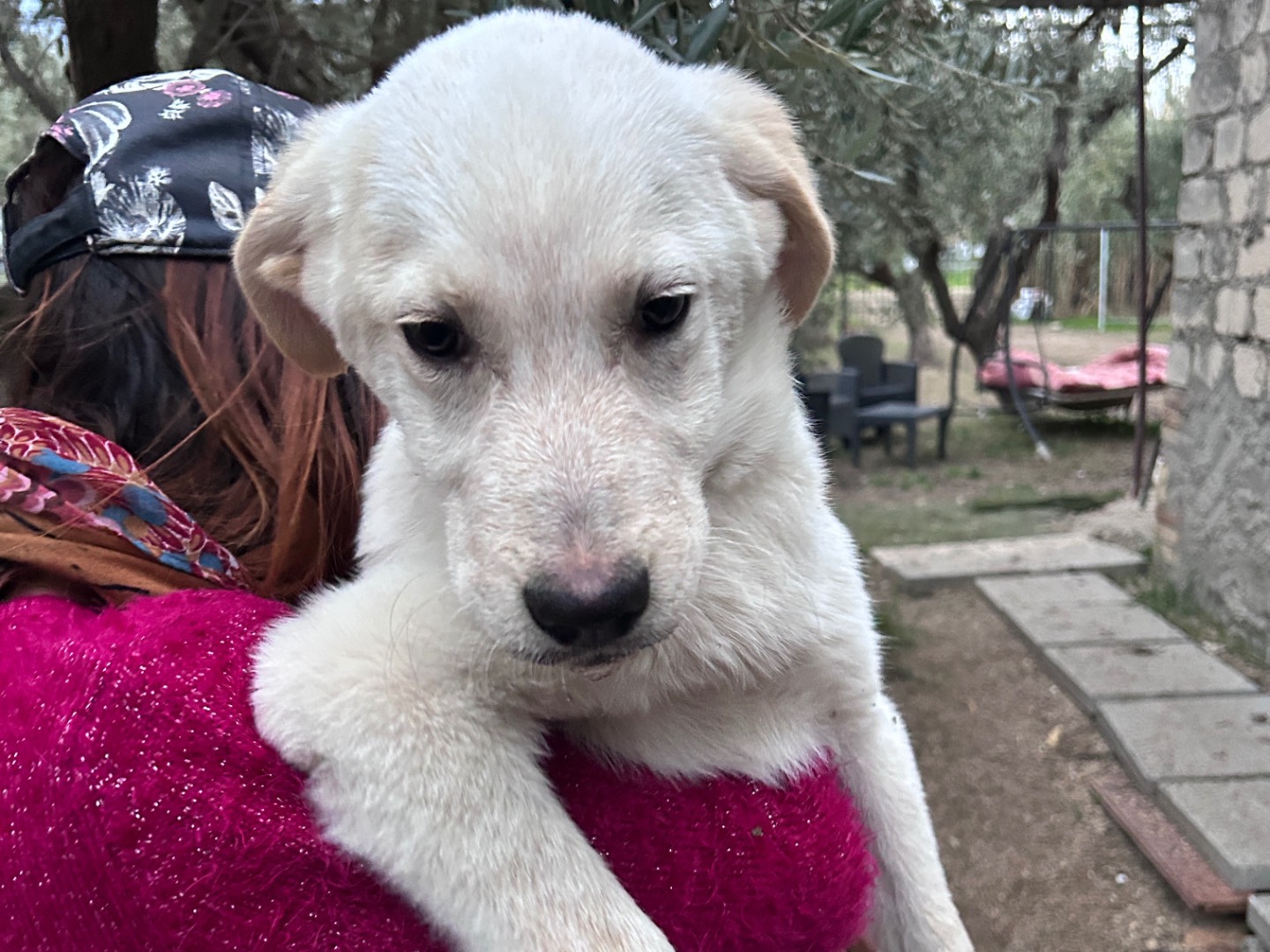 Adotta un cane, taglia media, maschio, Chieti