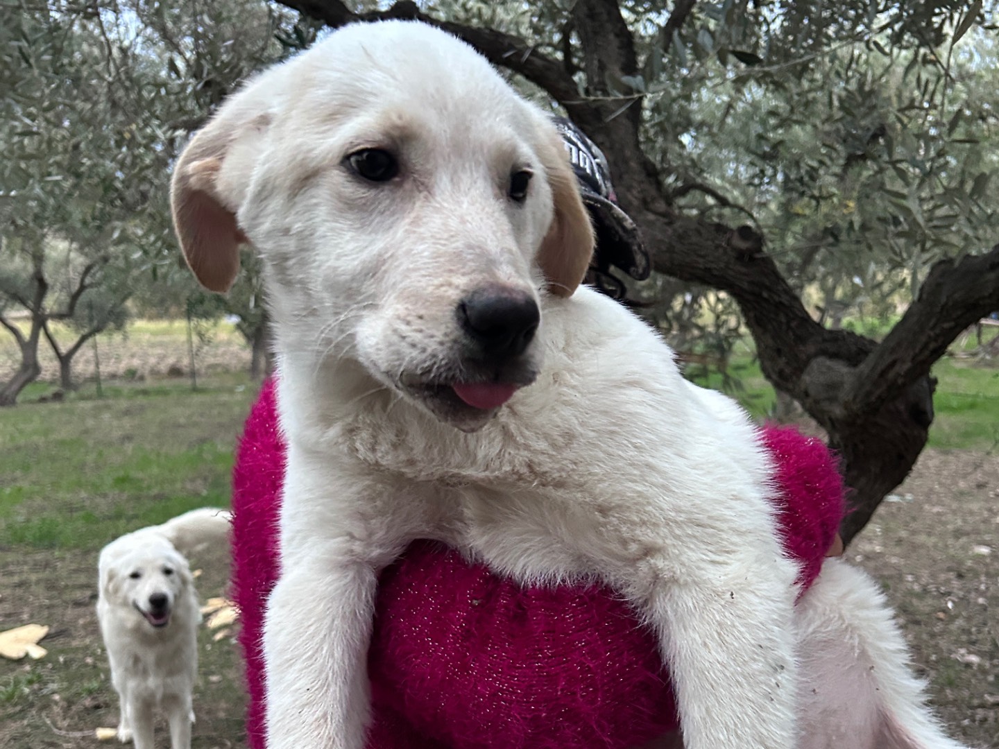 Vuoi adottare un cane a Chieti?