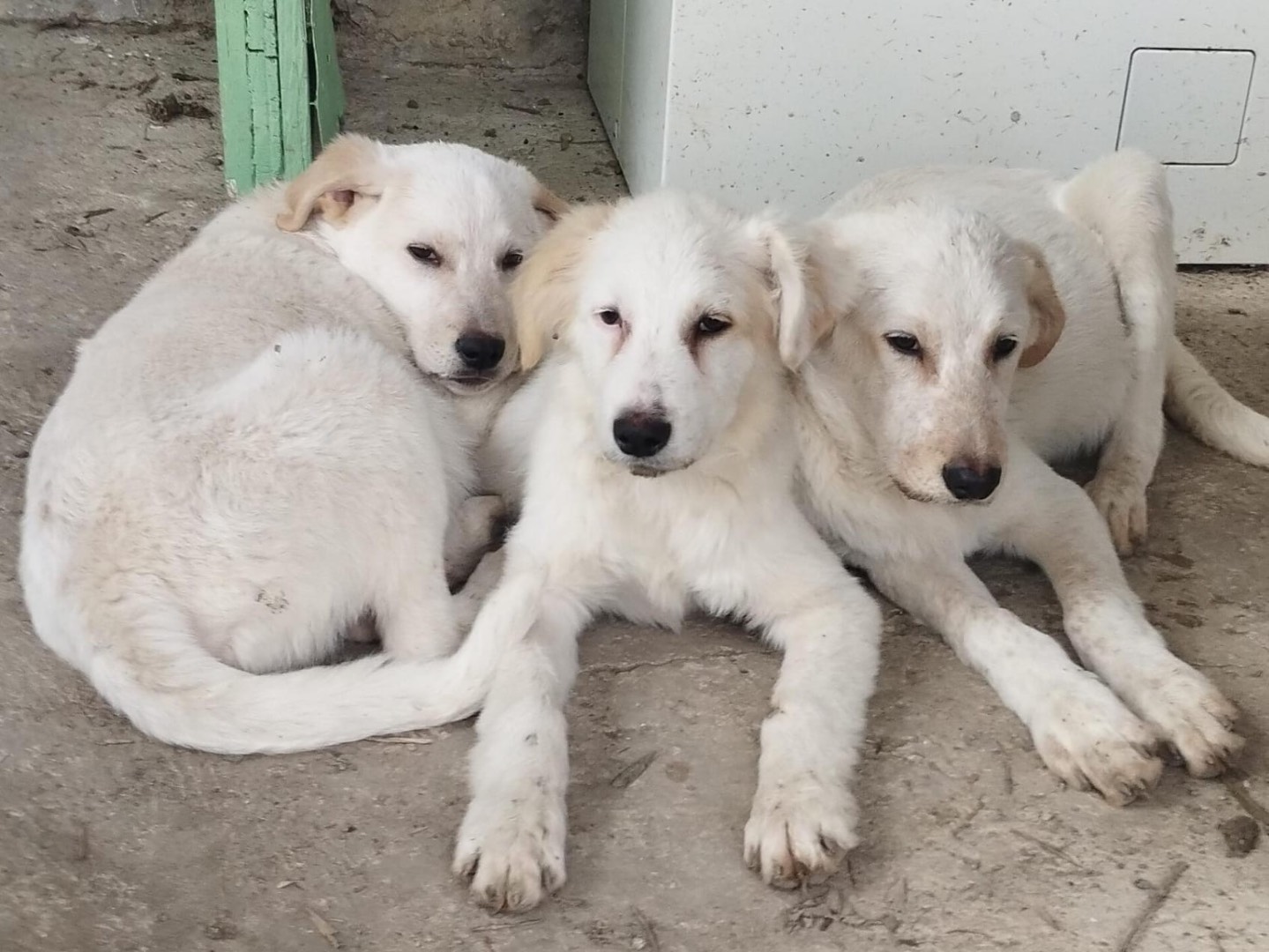 Adotta il cane Giove a Chieti