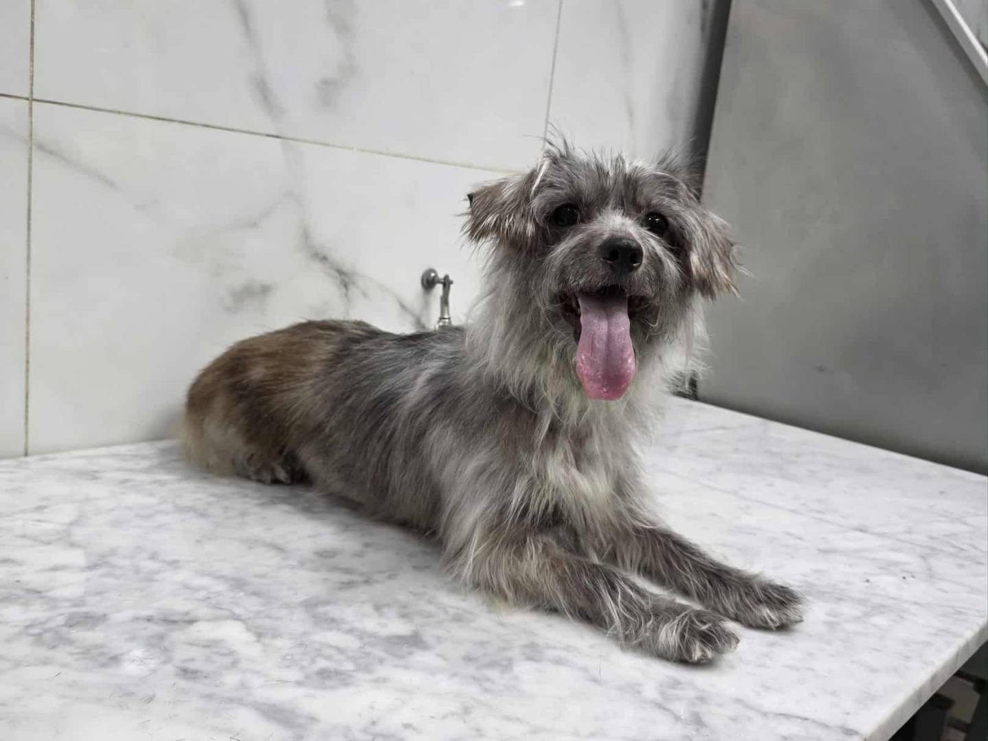 Adozione cane, femmina, Razza sconosciuta Razza sconosciuta, 3 anni e 2 mesi, taglia piccola, Catania