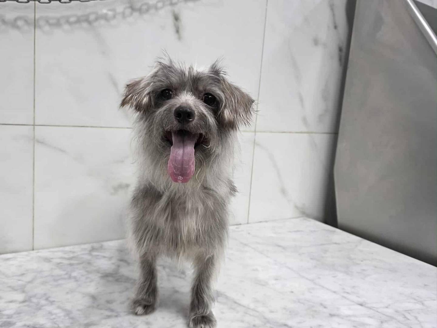 Adotta un cane, taglia piccola, femmina, Catania