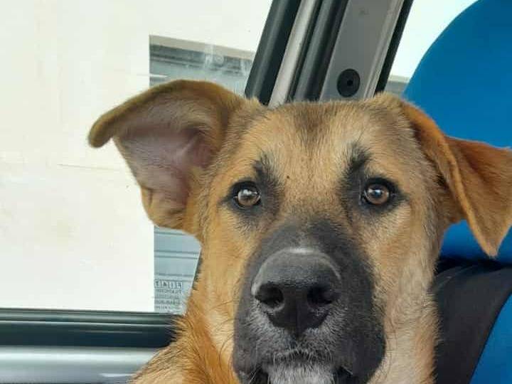 Adozione cane, maschio, Razza sconosciuta Razza sconosciuta, 8 mesi, taglia media, Catania