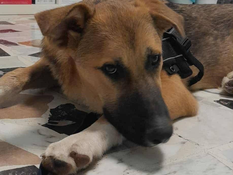 Adotta un cane, maschio, 8 mesi, Catania