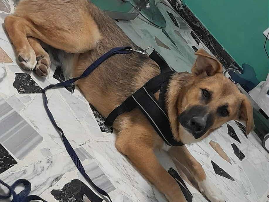 Vuoi adottare un cane a Catania?