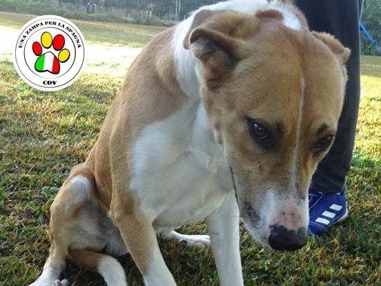 Adozione cane, maschio, Razza sconosciuta Razza sconosciuta, 2 anni e 2 mesi, taglia grande, Milano