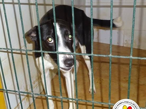 Adozione cane, maschio, Razza sconosciuta Razza sconosciuta, 1 anno e 11 mesi, taglia media contenuta, Milano