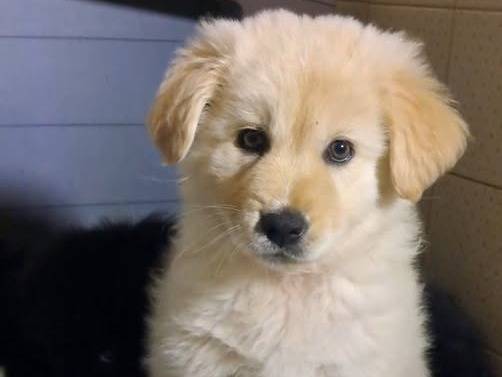 Adotta un cane, femmina, 1 mesi, Messina