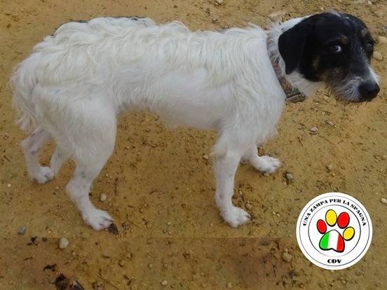 Adozione cane, maschio, Razza sconosciuta Razza sconosciuta, 2 anni e 9 mesi, taglia media contenuta, Milano