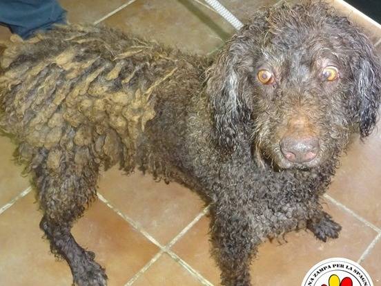 Adozione cane, maschio, Razza sconosciuta Razza sconosciuta, 2 anni e 1 mese, taglia media, Milano