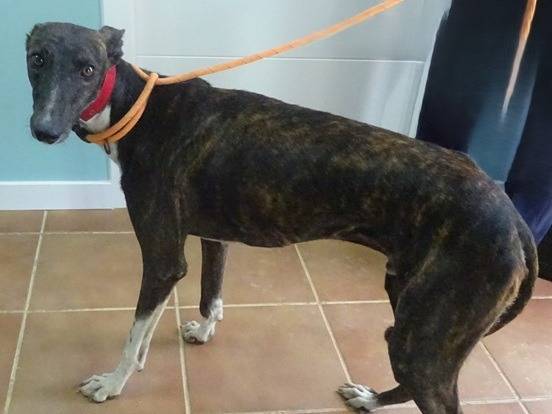Adozione cane, maschio, Razza sconosciuta Razza sconosciuta, 2 anni e 5 mesi, taglia media, Milano