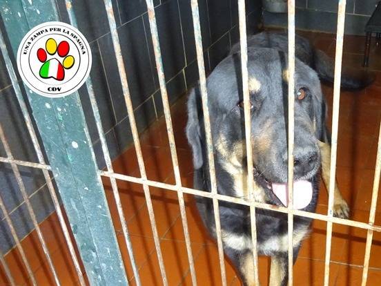 Adozione cane, femmina, Razza sconosciuta Razza sconosciuta, 2 anni e 10 mesi, taglia media, Milano