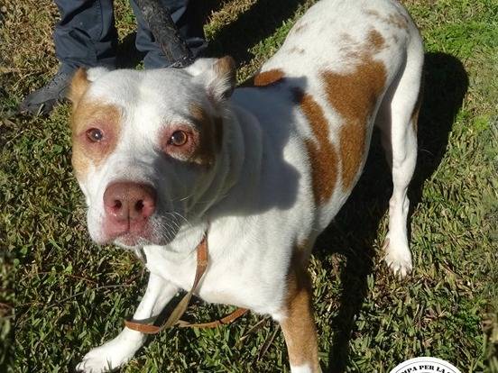 Adozione cane, femmina, Razza sconosciuta Razza sconosciuta, 3 anni e 11 mesi, taglia media, Milano