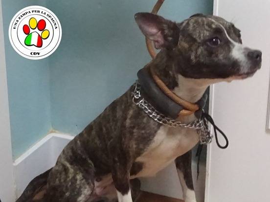 Adozione cane, femmina, Razza sconosciuta Razza sconosciuta, 1 anno e 3 mesi, taglia piccola, Milano