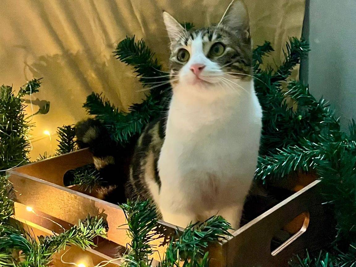 Vuoi adottare un gatto a Bari?