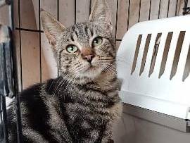 Adozione gatto, femmina, Razza sconosciuta Razza sconosciuta, 5 mesi, taglia non valida, Latina