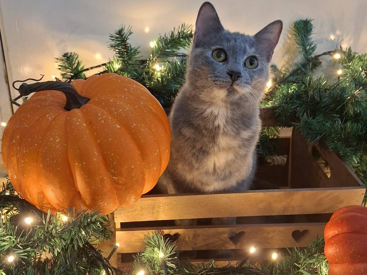 Adozione gatto, femmina, Razza sconosciuta Razza sconosciuta, 6 mesi, taglia non valida, Bari