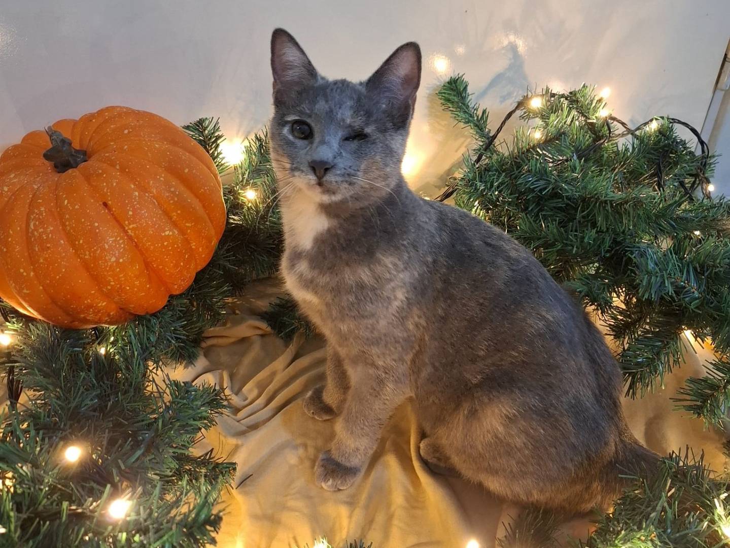 Adotta un gatto, taglia non valida, femmina, Bari