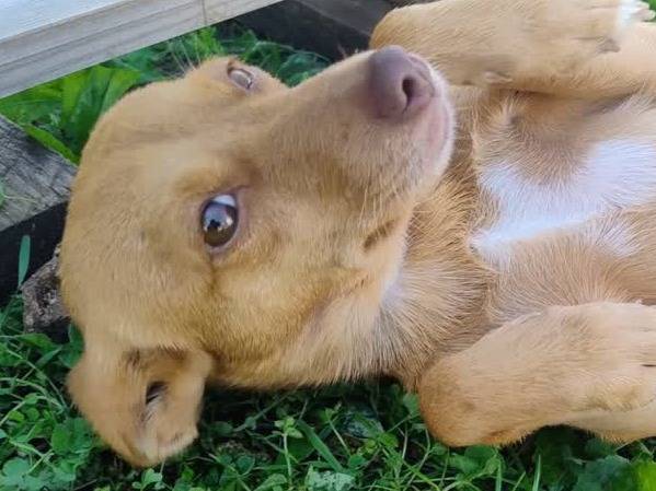 Adozione cane, femmina, Pinscher Razza sconosciuta, 8 mesi, taglia piccola, Padova