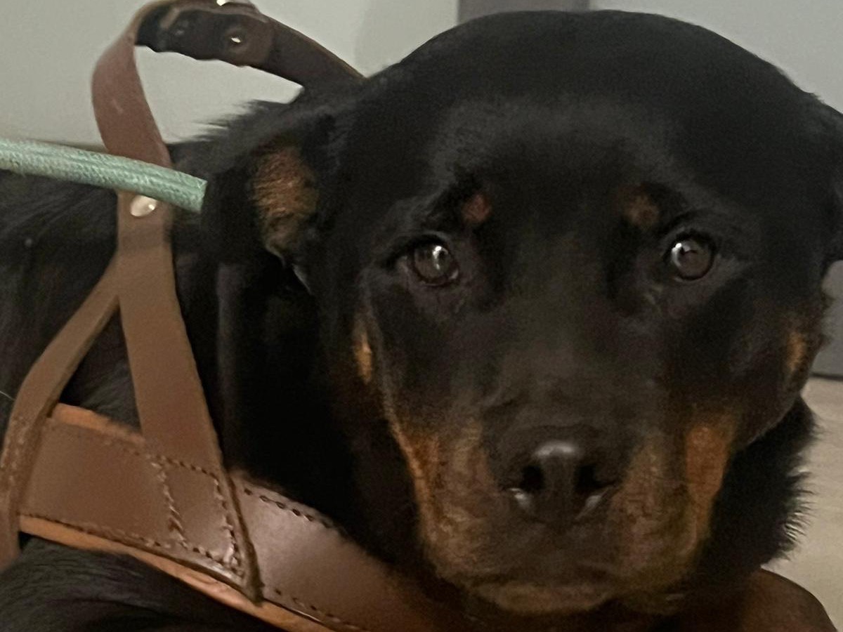 Adozione cane, femmina, Rottweiler Razza sconosciuta, 1 anno e 10 mesi, taglia grande, Bari