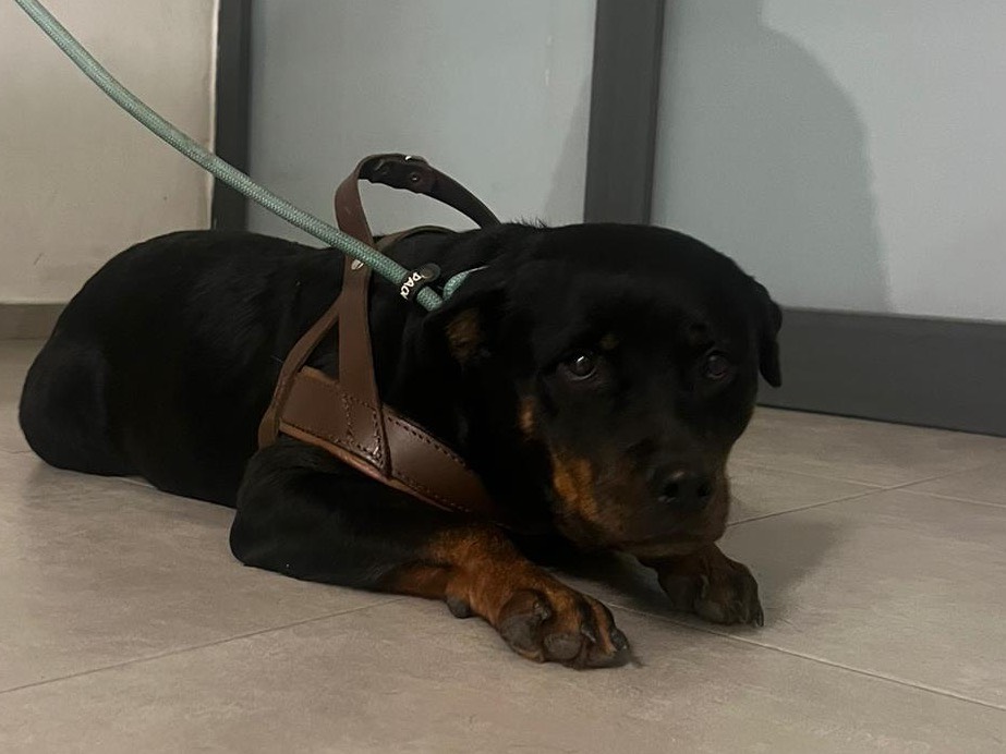 Adotta un cane, femmina, 1 anno e 10 mesi, Bari