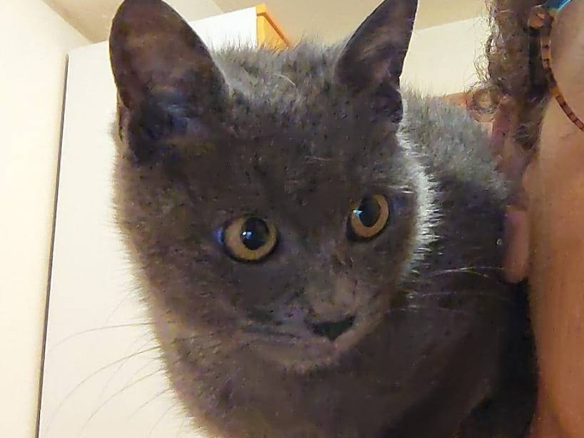 Adozione gatto, maschio, Razza sconosciuta Razza sconosciuta, 4 mesi, taglia non valida, Ragusa