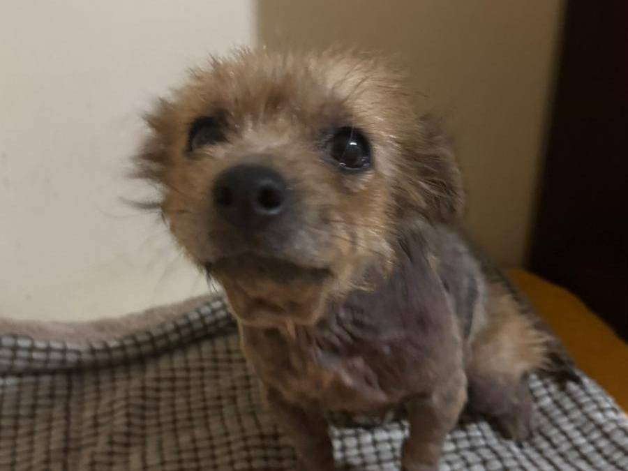 Adotta un cane, femmina, 5 anni e 4 mesi, Caserta