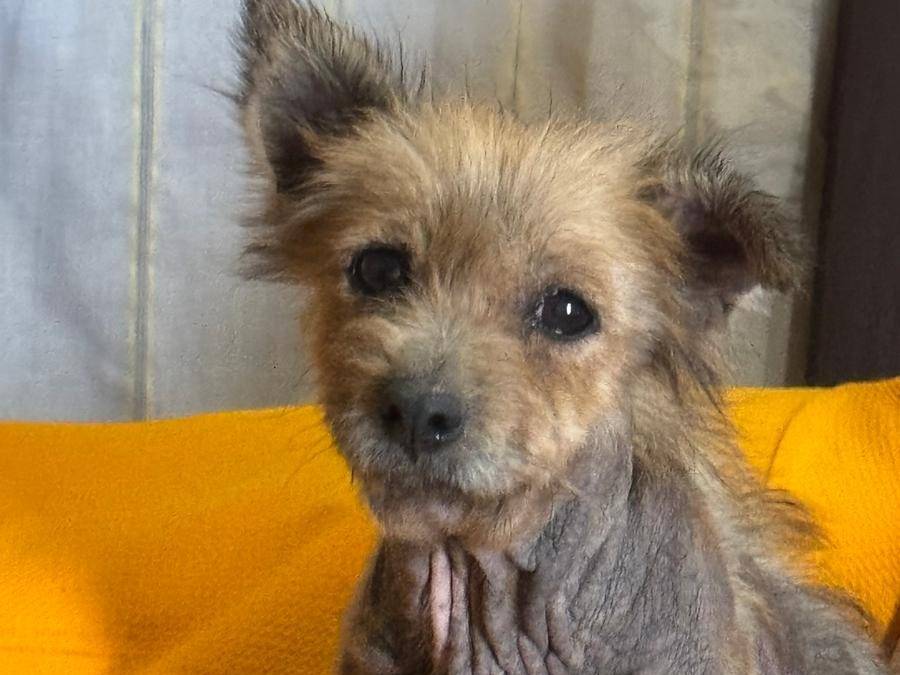 Adotta un cane, taglia piccola, femmina, Caserta