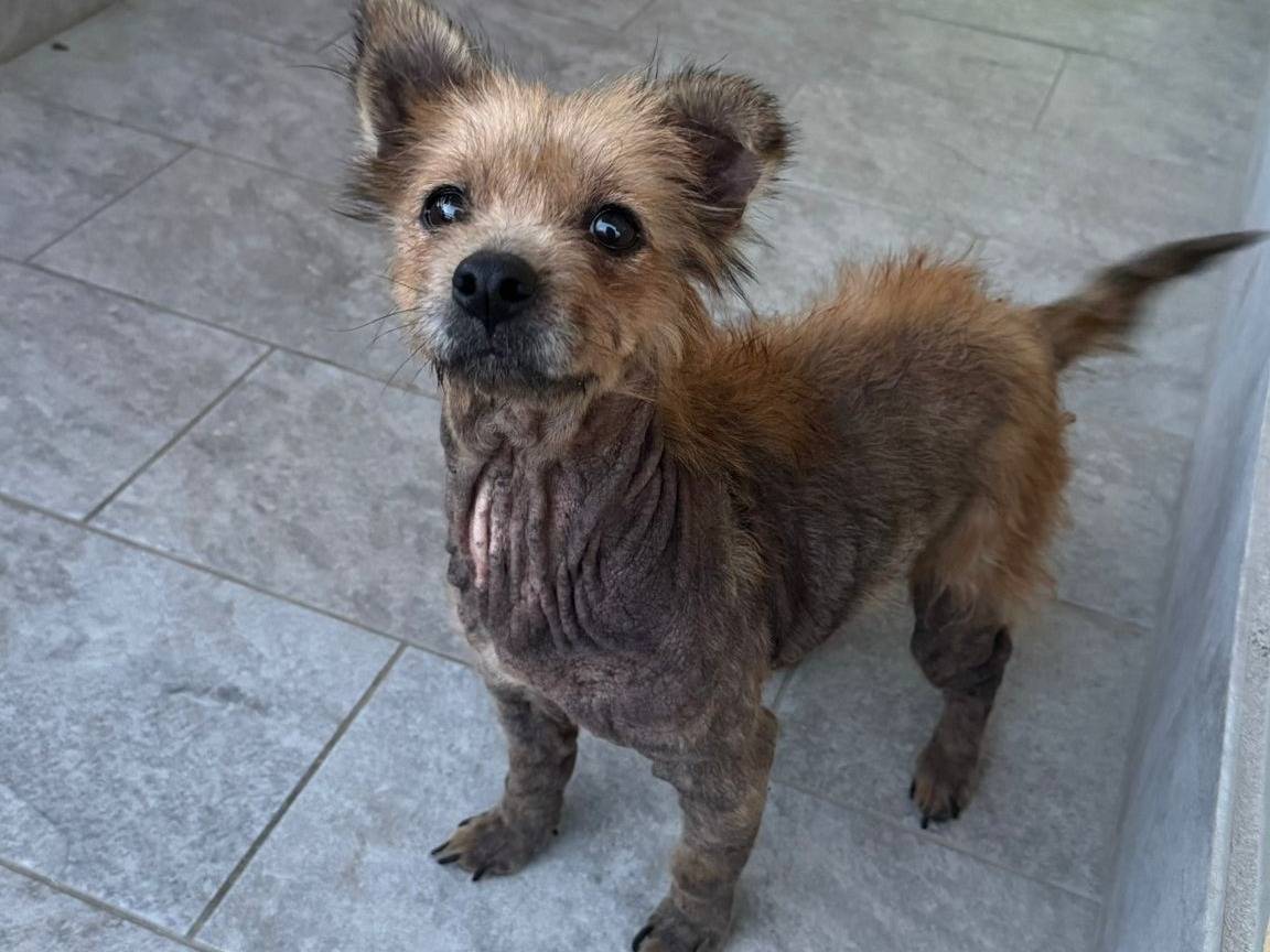 Vuoi adottare un cane a Caserta?